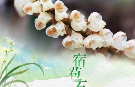 物種故事 | 宿苞石仙桃：晶瑩剔透的“項(xiàng)鏈蘭”