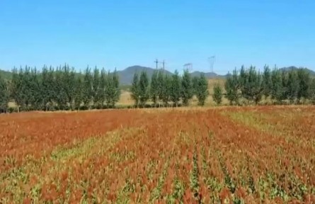 安徽肥東：水稻迎來豐收季 高標準農(nóng)田顯成效