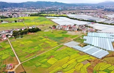 江西興國：“接茬”輪作搶農(nóng)時 油菜種植育新機(jī)