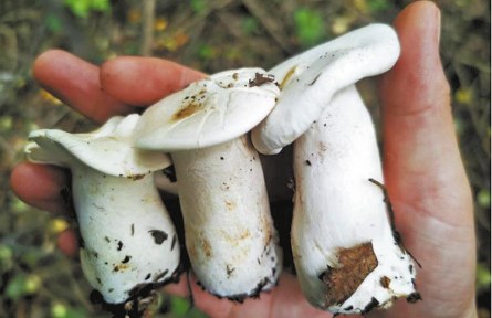 陜西韓城黃龍山褐馬雞自然保護(hù)區(qū)：首次發(fā)現(xiàn)珍稀菌種“大把子杯樁菇”