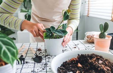 辟謠 | 那些常見的花式居家施肥法，竟然都沒用？