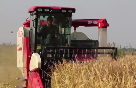 2022年秋糧最低收購價(jià)收購啟動(dòng)