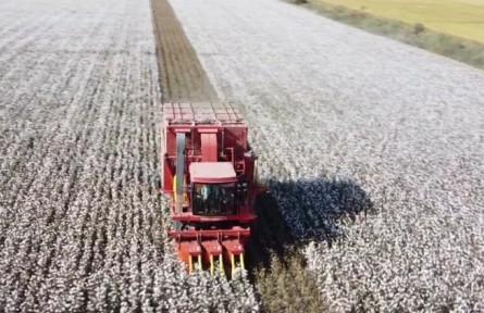 新疆兵團：國產(chǎn)采棉機秋收一線展風采