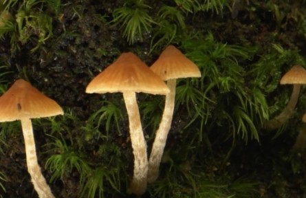 《秘境尋蹤》第三季第十集：雨林潤(rùn)物