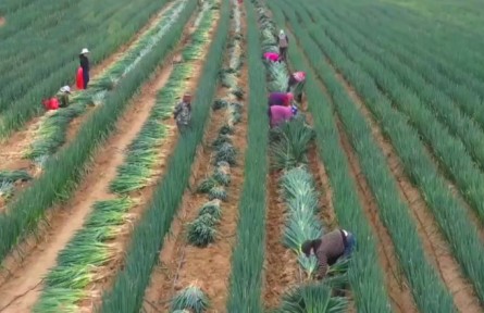 甘肅榆中：大蔥豐收 帶動農(nóng)戶家門口就業(yè)