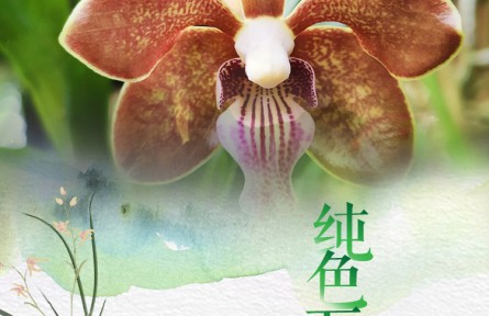 物種故事 | 純色萬(wàn)代蘭：高貴冷艷 濃郁幽香