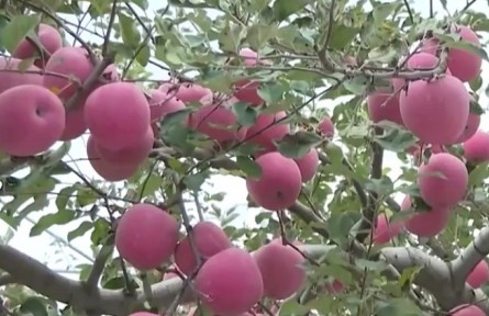 陜西延安：豐收季果飄香 蘋果成熟正采摘