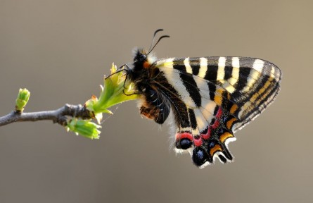 物種故事 | 中華虎鳳蝶：條紋酷似虎斑的“國(guó)寶”級(jí)昆蟲