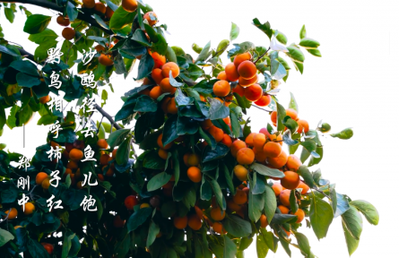 霜降，霜葉紅于二月花