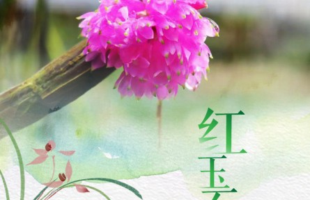 物種故事 | 紅玉石斛：集美貌與藥用價(jià)值于一身的蘭科植物