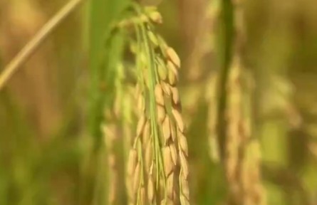 我國糧食生產(chǎn)穩(wěn)定向好 全年糧食有望再獲豐收