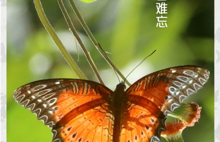 物種故事 | 紅鋸?fù)惖阂灰妰A心 過目難忘