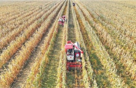 山東德州：穩(wěn)糧增豆，一季雙收