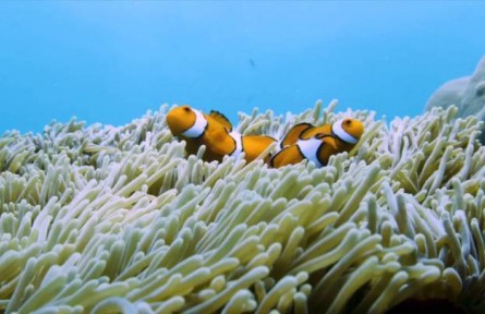 科普 | 你知道萬米深海下有什么嗎？