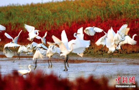 濕地保護(hù)看中國