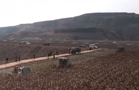 陜西榆林：谷子高粱迎豐收 助力農(nóng)戶增收