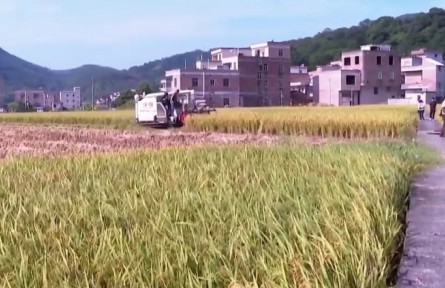 廣東：各地晚稻相繼開鐮 稻花飄香繪就豐收樂章