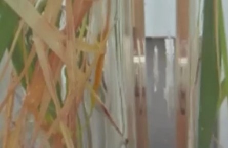 世界首次！水稻在中國空間站結(jié)穗了