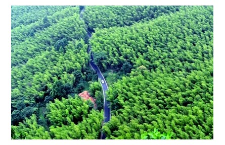 減少白色污染，“以竹代塑”貢獻(xiàn)中國(guó)智慧