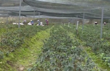 云南鳳慶：發(fā)展林下經(jīng)濟(jì) 助力群眾增收