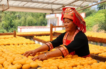 廣西平樂：柿子喜豐收，柿餅甜如蜜