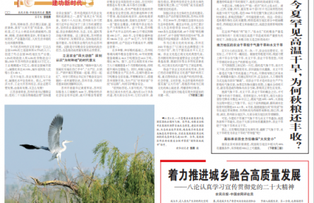 今夏罕見高溫干旱，為何秋糧還豐收？