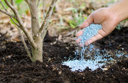 科技名詞 | 氮礦化  nitrogen mineralization