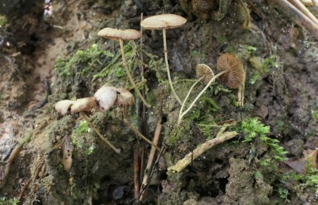 武夷山國家公園發(fā)現(xiàn)兩個小蘑菇屬新物種
