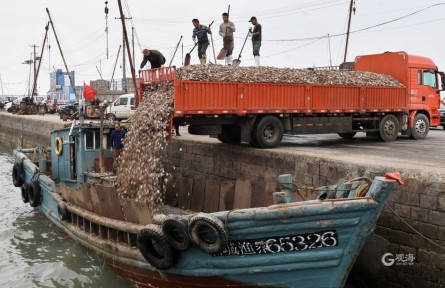 山東青島：“海上糧倉(cāng)”播種季！實(shí)拍漁港碼頭繁忙景象