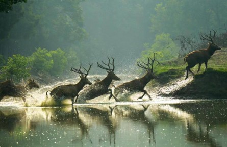物種故事 | 麋鹿：呦呦鹿鳴，食野之蘋