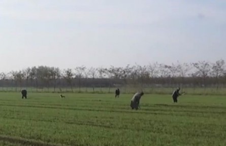 多措并舉加強田間管理 確保小麥安全越冬