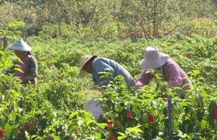 云南：特色產(chǎn)業(yè)豐收 點亮鄉(xiāng)村經(jīng)濟