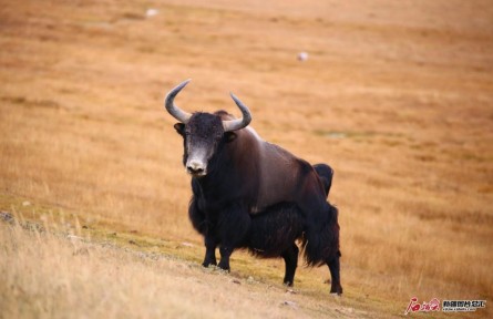 物種故事 | 野牦牛：沉默的高原霸主
