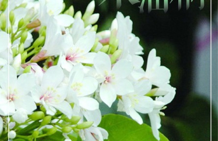 物種故事 | 木油桐：桐花似雪，年年紛飛