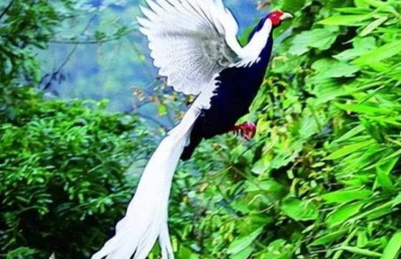 市民在山間拍到“白鳳凰”？真實身份揭曉！