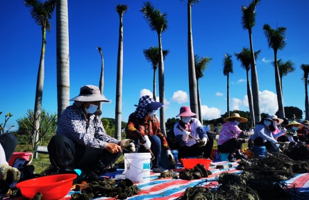 中國蠔鄉(xiāng)——汕尾晨洲，生蠔豐收