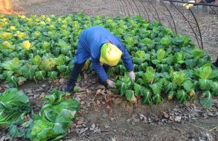 自家種的白菜成熟了，人卻在居家隔離，北京平谷網(wǎng)格員解燃眉之急