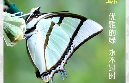 物種故事 | 大二尾蛺蝶：優(yōu)雅的綠 永不過時