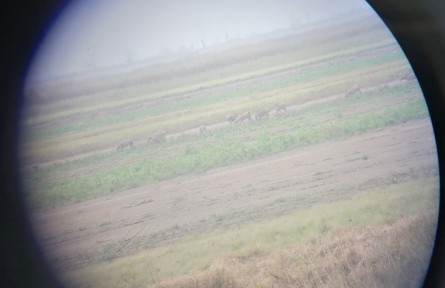 41只北京南海子麋鹿現(xiàn)身鄱陽(yáng)湖