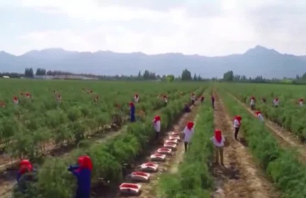 ?財(cái)政部等四部門聯(lián)合印發(fā)通知 進(jìn)一步推進(jìn)政府采購(gòu)脫貧地區(qū)農(nóng)副產(chǎn)品