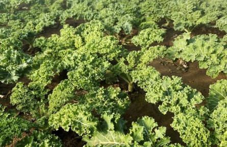 北京順義：北務(wù)鎮(zhèn)溫室蔬菜陸續(xù)上市，豐富市民冬季“菜籃子”