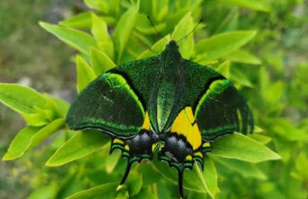 物種故事 | 金斑喙鳳蝶：世界八大名貴蝴蝶之首