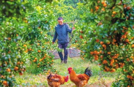 助農暢通產運銷