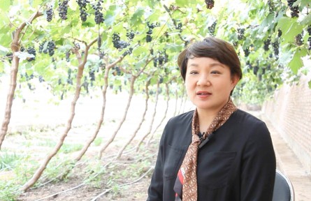 甘作“泥領”的十大女莊主⑥ | 朱小華：女莊主的葡萄王國