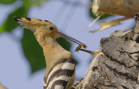 《你好，中國野生動物》系列科普短視頻之《當戴勝的寶寶爭搶食物時，父母會偏心嗎？》