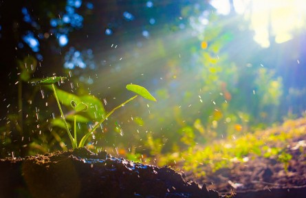 科技名詞 | 植物缺素癥 hunger sign in plant，nutrient deficiency symptom in plant