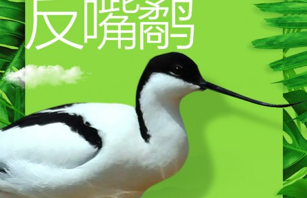 物種故事 | 反嘴鷸：鳥界“時尚達人”