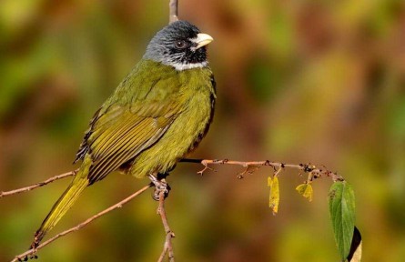 物種故事 | 領雀嘴鵯：食花飲蜜伴竹生