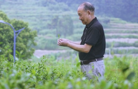 蘇興茂：茶園里的夢