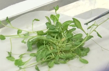 我國(guó)首次在軌完成水稻全生命周期培養(yǎng) 如何在太空達(dá)成水稻全生命周期培養(yǎng)？